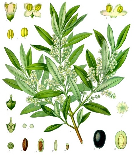 Fichier:Olea europaea - Khler–s Medizinal-Pflanzen-229.jpg