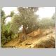 PAYSAGE MEGHEIRA 3.JPG
